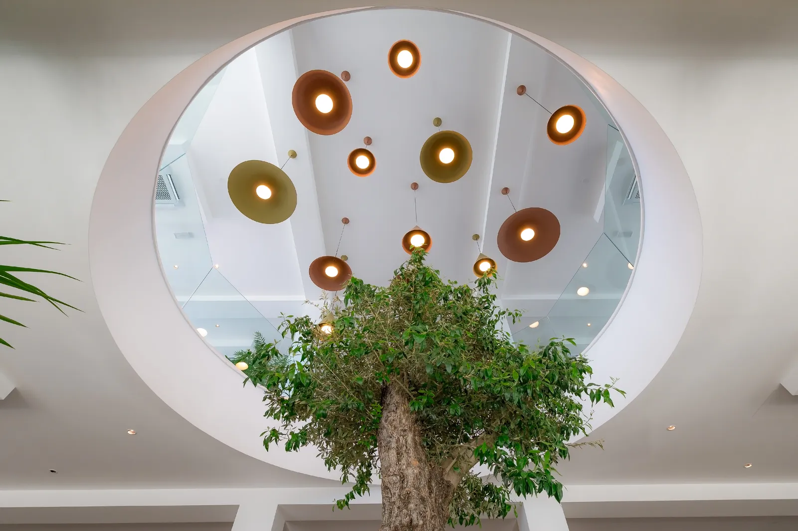 Olivenbaum mit modernen Lampen